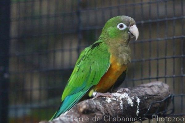 Cactus parakeet