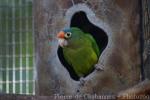 Orange-fronted parakeet