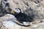 Atlantic puffin