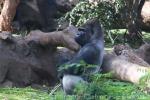 Western lowland gorilla