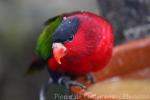 Purple-bellied lory