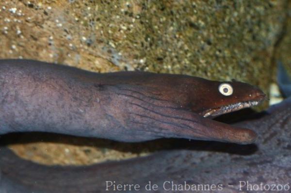 Canary Islands black moray