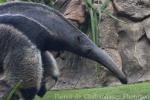 Giant anteater