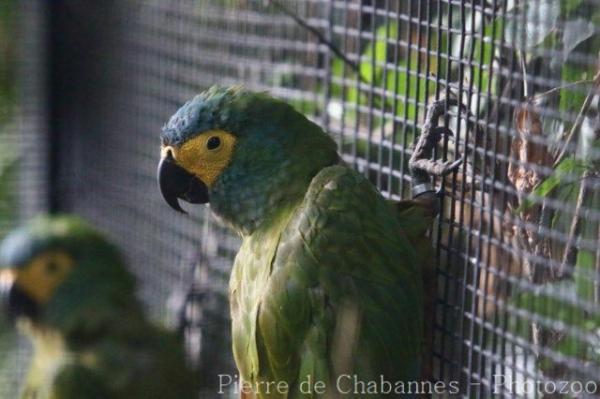 Red-bellied macaw