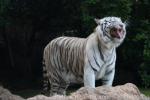 Mainland (White) tiger