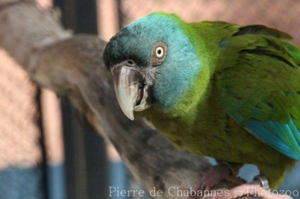 Blue-headed macaw