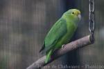 Mountain parakeet