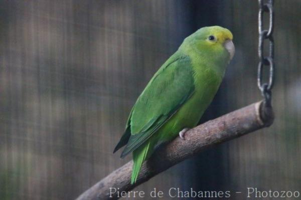 Mountain parakeet