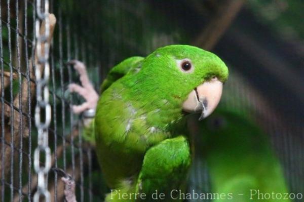 Green parakeet