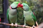 Alexandrine parakeet