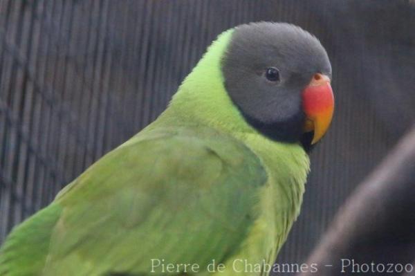 Slaty-headed parakeet