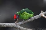 Goldie's lorikeet