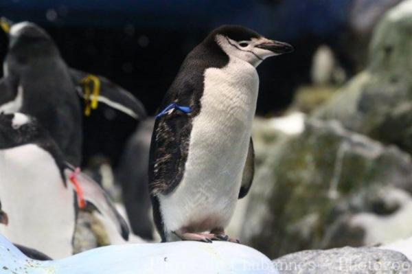 Chinstrap penguin