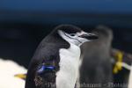 Chinstrap penguin