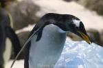 Gentoo penguin