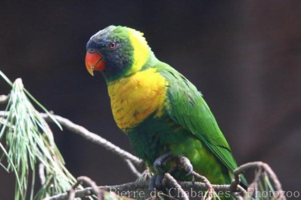 Marigold lorikeet