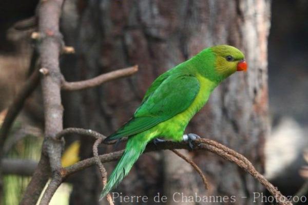 Olive-headed lorikeet