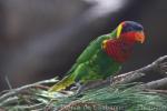 Ornate lorikeet