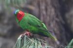 Blue-crowned lorikeet