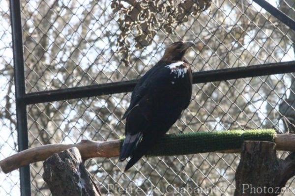 Spanish imperial eagle