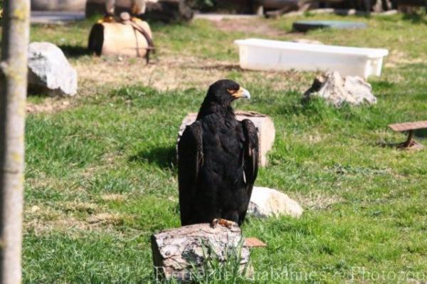 Verreaux's eagle