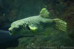 Reticulated pufferfish