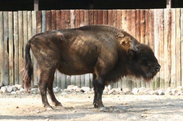 Wisent