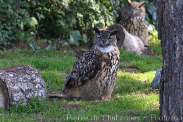 Eurasian eagle-owl