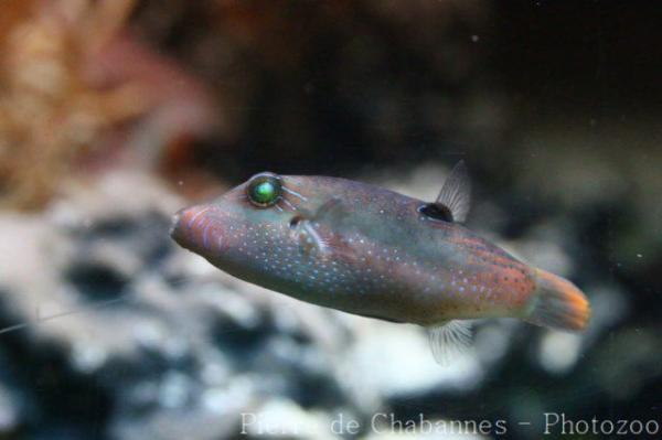 Bennett's sharpnose puffer