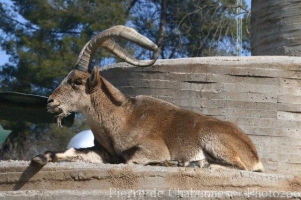 Iberian wild goat