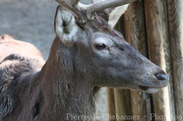 Red deer