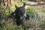 Iberian lynx