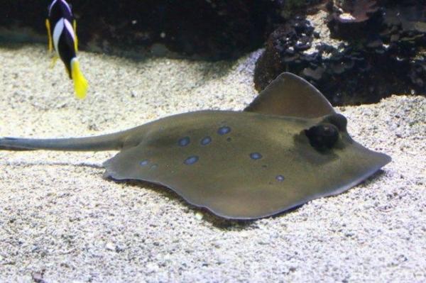 Bluespotted maskray