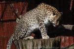 Persian leopard