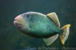 Yellowmargin triggerfish