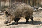 European wild boar