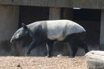 Malayan tapir