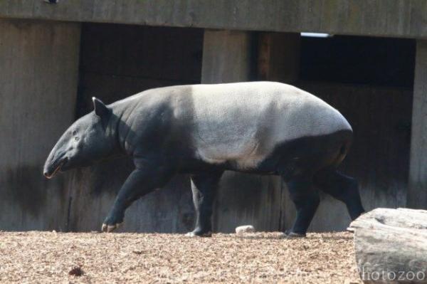 Malayan tapir