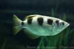 Banded archerfish