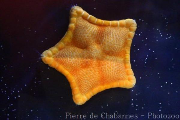 Bisquit sea-star