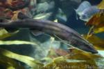 Striped catshark