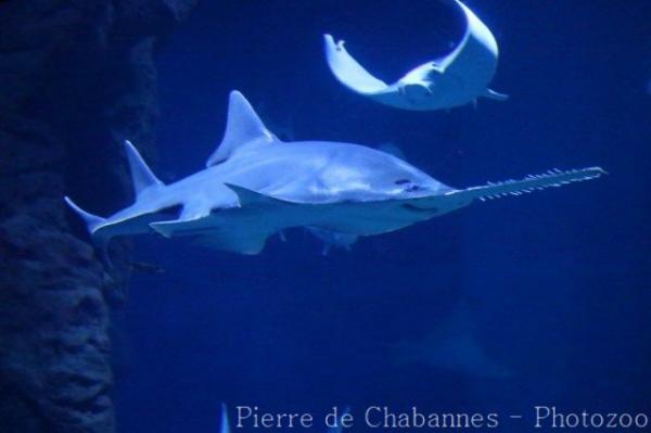 Largetooth sawfish