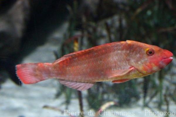 Mediterranean parrotfish