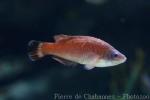 Blacktail wrasse