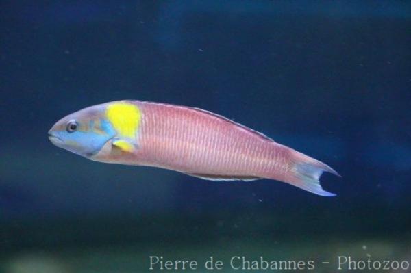 Cortez rainbow wrasse