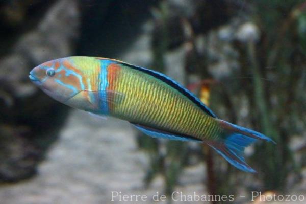 Ornate wrasse