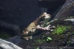 Amazon milk frog