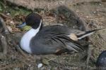 Northern pintail