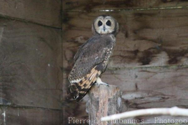 Marsh owl