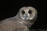 Marsh owl